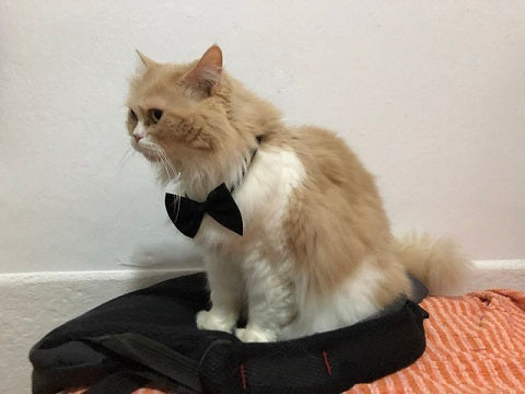 Pajaritas para Perros y Gatos: Un Toque de Elegancia para tu Mejor Amigo